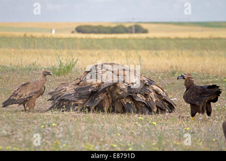 Black eurasien - Arctia monachus, moine ou Cinereous Vulture avec Vautours - Gyps fulvus Banque D'Images