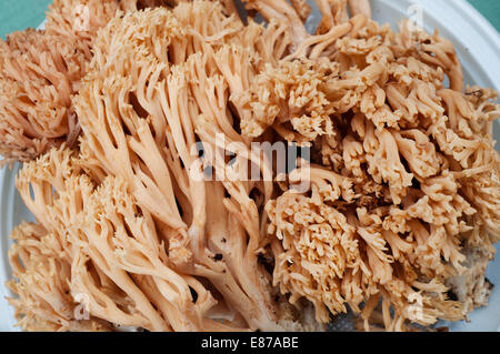 L'Italie, corail champignon, Ramaria Formosa Banque D'Images