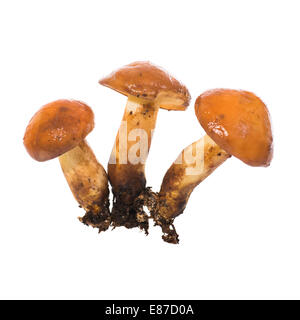 Groupe de champignons comestibles Suillus luteus) sur un fond blanc Banque D'Images