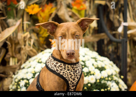 Un brown dog pose avec quelques mamans et autres décorations d'automne. Banque D'Images