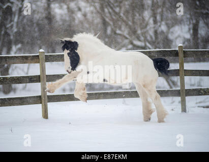 Gypsy Vanner Horse weanling colt Banque D'Images