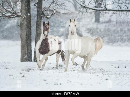 Appaloosa chevaux Pinto et exécuter une in snowy field Banque D'Images