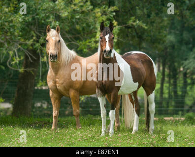 Hongre Quarter Horse et Pinto National Show Horse mare Banque D'Images
