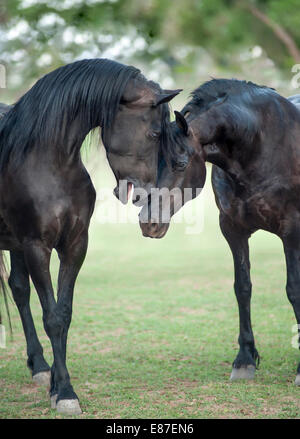 Friesian-Arabian et étalon croix mare Banque D'Images