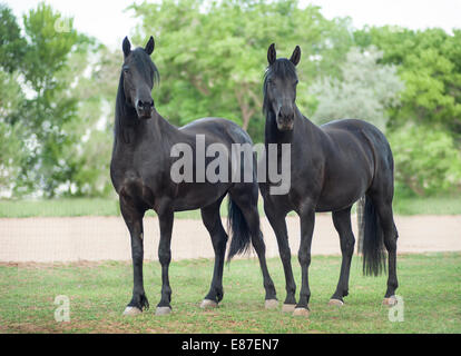 Friesian-Arabian et étalon croix mare Banque D'Images