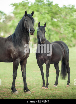 Friesian-Arabian et étalon croix mare Banque D'Images