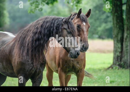 Jument frison néerlandais et Trekahner bai Banque D'Images