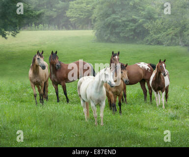 Troupeau de différentes races de chevaux en enclos verdoyant Banque D'Images