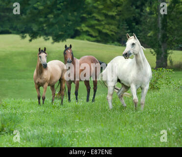 Troupeau de différentes races de chevaux en enclos verdoyant Banque D'Images