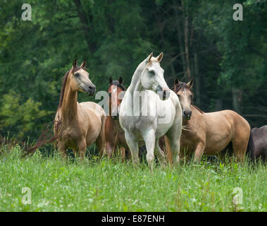 Troupeau de différentes races de chevaux en enclos verdoyant Banque D'Images