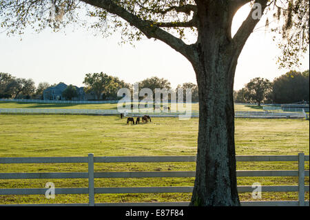 Ferme équestre à Ocala FL Banque D'Images