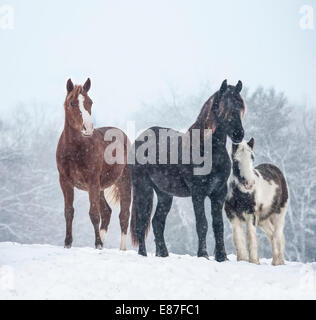 Warmblood, frisons et Gypsy Horse sevrés dans la neige Banque D'Images