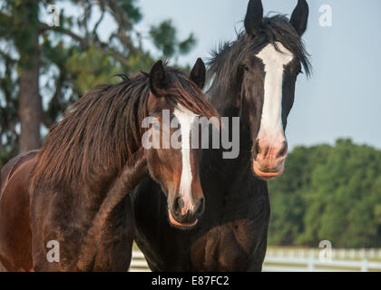 Projet de Shire Horse de 1 an Banque D'Images