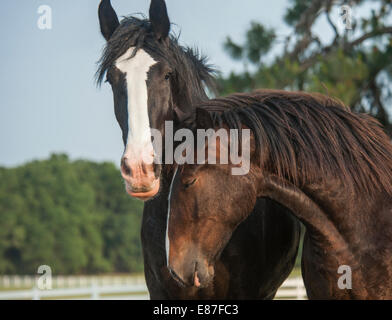 Projet de Shire Horse de 1 an Banque D'Images