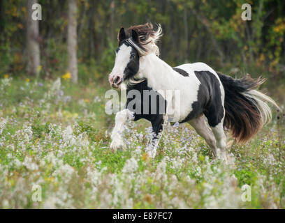 Gypsy Vanner cheval pouliche administré par Amanda Linington Banque D'Images