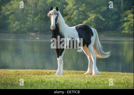 Gypsy Vanner cheval pouliche se distingue par le lac Banque D'Images