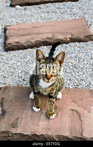 Chaton tiger stripes assis regardant avec suspicion Banque D'Images