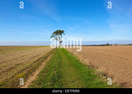 Un frêne par une voie agricole herbeux entre champs cultivés des chaumes et calcaire dans le Yorkshire Wolds Banque D'Images