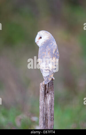Effraie des clochers (Tyto alba) perché sur un poteau de clôture en bois Banque D'Images