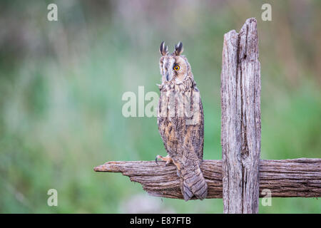 Long-eared Owl (Asio otus) perché sur une vieille clôture en bois Banque D'Images