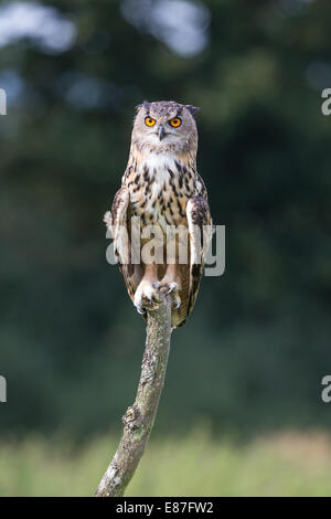 Grand Owl (Bubo bubo) perché sur un arbre mort Banque D'Images