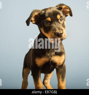 Chiot mignon pose dans le studio Banque D'Images
