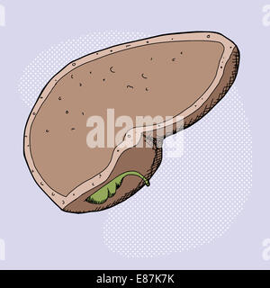 Section transversale du foie humain et de la vésicule biliaire Banque D'Images
