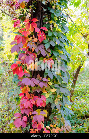 Jaune, rouge et vert les feuilles de vigne sur un tronc d'érable en automne Banque D'Images