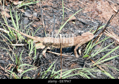 Sénégal Caméléon crossing quelques broussailles brûlées au Ghana Banque D'Images