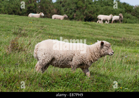 Marche sur le brebis downland à Southerham Downs, East Sussex Banque D'Images