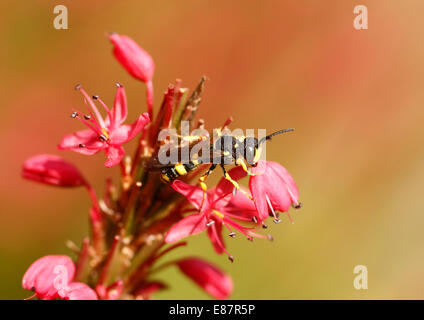 Domaine Digger Wasp (Mellinus arvensis) sur rouge Renouée bistorte (Polygonum amplexicaule), Nordrhein-Westfalen, Allemagne Banque D'Images