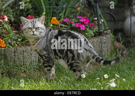 American Shorthair chat dans le jardin Banque D'Images