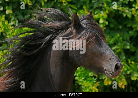 Poney fell, portrait, Allemagne Banque D'Images