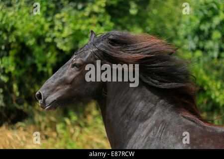 Poney fell, portrait, Allemagne Banque D'Images