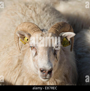 Les brebis avec étiquettes d'oreille, la transhumance des moutons, près de Höfn, Islande Banque D'Images