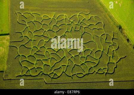 Vue aérienne, labyrinthe dans un champ de maïs près de Düsseldorf, Rhénanie du Nord-Westphalie, Allemagne Banque D'Images