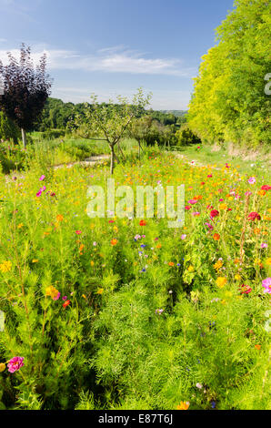 Domaine de fleurs sauvages poussant dans le vieux village de Gensac dans la Gironde Région du sud ouest de la France Banque D'Images
