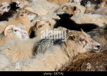 Troupeau de moutons, entassés dans un stylo, la transhumance des moutons, près de Höfn, Islande Banque D'Images