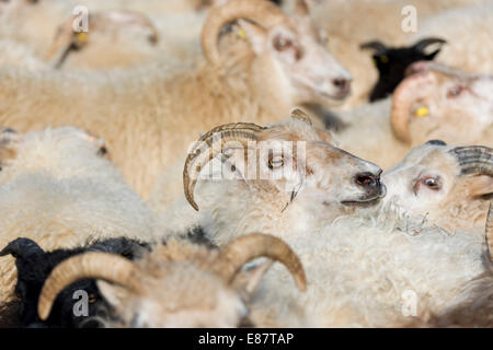 Troupeau de moutons, entassés dans un stylo, la transhumance des moutons, près de Höfn, Islande Banque D'Images