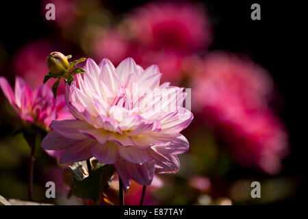 Le Dahlia, fleur, Allemagne Banque D'Images