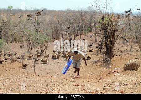 (141002) -- Victoria Falls, le 2 octobre 2014 (AFP) - Un membre du personnel lodge restaurant jette de la viande dans un terrain ouvert pour les vautours au Victoria Falls Safari Lodge au bord du Parc National du Zambèze, Victoria Falls, Zimbabwe, le 29 septembre, 2014. Allaitement Vautour est une expérience touristique unique qui a été offerte par le lodge depuis la fin des années 1990. Plus d'une centaine de vautours dans le parc national du Zambèze faire leurs visites quotidiennes à la lodge à l'heure du déjeuner, swooping vers le bas sur le restaurant de la viande d'un dumping sur un terrain ouvert juste en face de l'hôtel restaurant de l'établissement. La couverture en ordre décroissant Banque D'Images