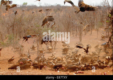 (141002) -- Victoria Falls, le 2 octobre 2014 (AFP) - Plus d'une centaine de vautours se nourrissent de restaurant de viande à Victoria Falls Safari Lodge au bord du Parc National du Zambèze, Victoria Falls, Zimbabwe, le 29 septembre, 2014. Allaitement Vautour est une expérience touristique unique qui a été offerte par le lodge depuis la fin des années 1990. Plus d'une centaine de vautours dans le parc national du Zambèze faire leurs visites quotidiennes à la lodge à l'heure du déjeuner, swooping vers le bas sur le restaurant de la viande d'un dumping sur un terrain ouvert juste en face de l'hôtel restaurant de l'établissement. La couverture en ordre décroissant de centaines de vautours et t Banque D'Images