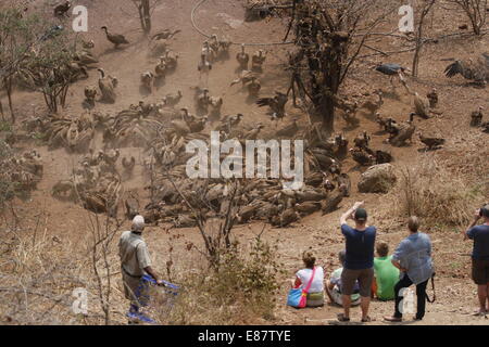 (141002) -- Victoria Falls, le 2 octobre 2014 (Xinhua) - Les touristes regardent plus d'une centaine de vautours se nourrissent de restaurant de viande à Victoria Falls Safari Lodge au bord du Parc National du Zambèze, Victoria Falls, Zimbabwe, le 28 septembre 2014. Allaitement Vautour est une expérience touristique unique qui a été offerte par le lodge depuis la fin des années 1990. Plus d'une centaine de vautours dans le parc national du Zambèze faire leurs visites quotidiennes à la lodge à l'heure du déjeuner, swooping vers le bas sur le restaurant de la viande d'un dumping sur un terrain ouvert juste en face de l'hôtel restaurant de l'établissement. La couverture en ordre décroissant de centaines Banque D'Images