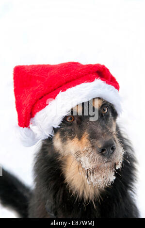 Jeune chien avec décoration de Noël Banque D'Images