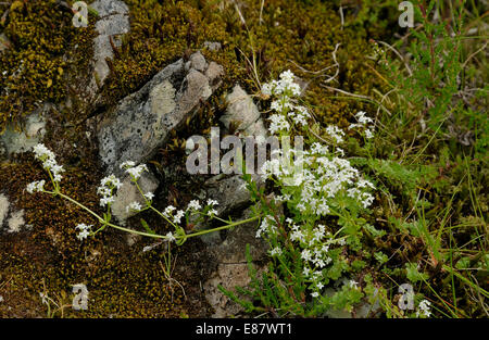 Le gaillet Galium saxatile Heath - de plus en plus rock & mousses Banque D'Images