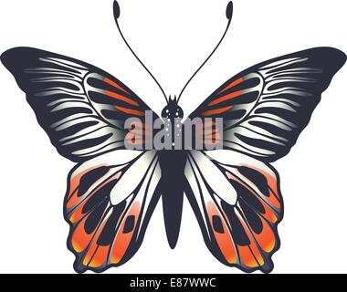 Illustration vecteur de couleur vive détaillée papillon. Illustration de Vecteur