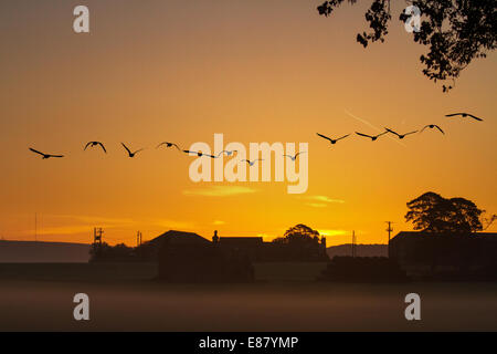 Volée d'oiseaux dans le ciel à l'aube. Southport, Lancashire, vols d'oiseaux en vol au lever du soleil le 2 octobre, 2014. Les températures froides en raison du gel de l'herbe et le brouillard que Pink-footed oies volent près de Martin simple Wetland Centre où plus de 35 000 d'entre eux se percher sur le site. Les grands troupeaux sont arrivés dans les derniers jours, après avoir fait les 500 km de route de l'Islande pour passer le mois suivant dans le Lancashire. Banque D'Images