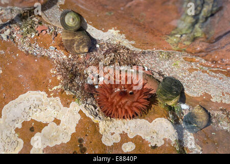 Beadlet (anémone Actinia equine) habit un rocher piscine à la marée basse St. Brides Bay Parc National Pembrokshire Wales UK Europe Banque D'Images