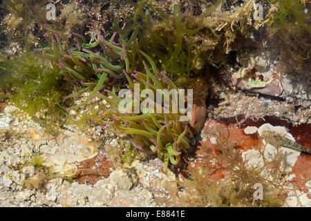 Le snakelocks (Viridian) anémone Anemonia habitat dans une roche piscine à la marée droit St. Brides Bay Pembrokshire NP Galles UK Europe Banque D'Images