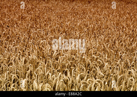 Les grains mûrs champ près de Warburg, Warburger Boerde, Plaine-du-Nord - Westphalie, Allemagne, Europe, Banque D'Images
